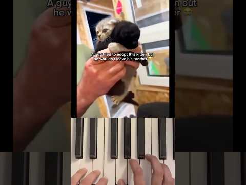 DON'T CHECK THIS SOUND 😂 #piano #memes #funny #cat