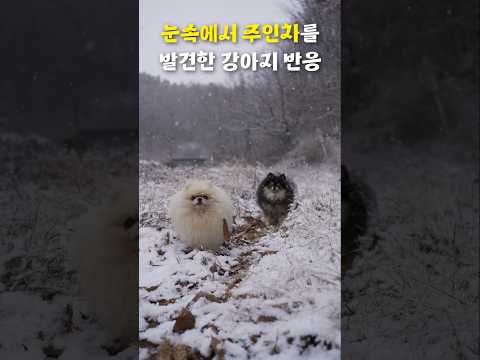 눈속에서 할아버지의 차를 발견한 강아지의 반응