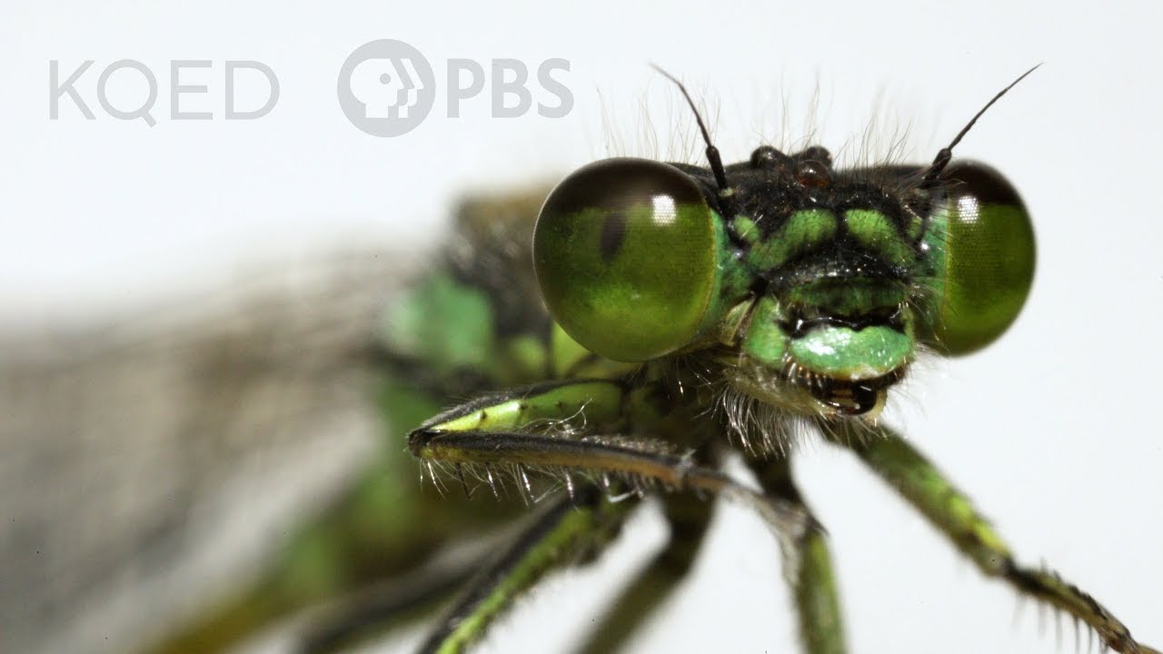 These Rare Damselflies Find Love With a Twist in Fog City