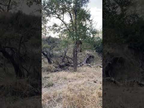 Leopard Steals Back Its Meal from Hyena!