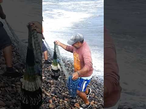 Tiran la red entre olas fuertes… lo que sacan es una sorpresa con escamas
