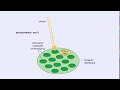 Photosynthesis Mechanisms and Processes