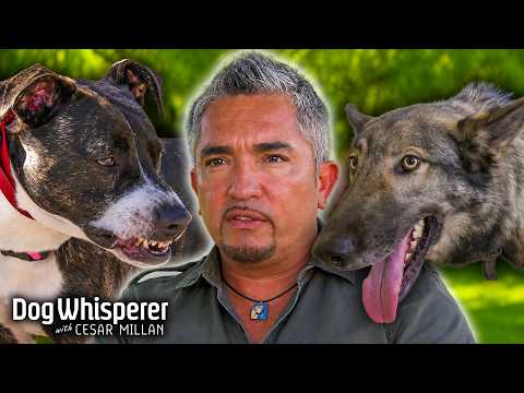 Some Of The Angriest & Wildest Dogs Cesar Has Tamed | Dog Whisperer With Cesar Millan