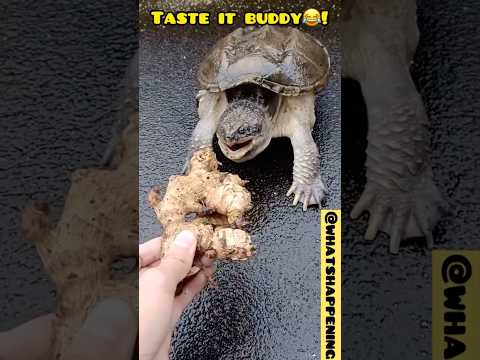 Turtle with speed! 🐢 #animals #turtle #funny #laugh #funnyvideo #adventure #outdoors #animallover
