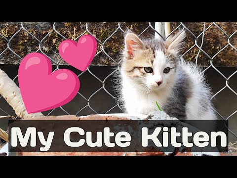 The Most Cute Kitten 🐱 Is Live 😍 #kitten #kittens #cat #live