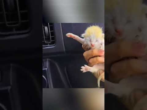 Кошка принесла всех котят человеку, пока тот был в шоке