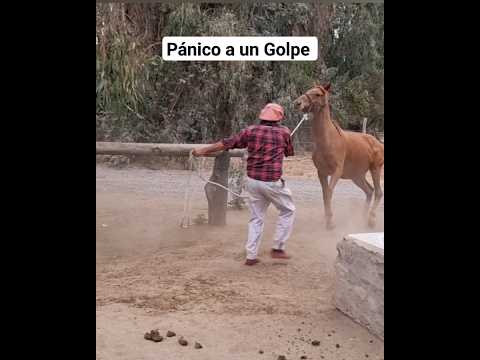 EL IMPACTO EMOCIONAL EN LOS CABALLOS DE DEPORTE QUE SON MALTRATADOS #horsemanship #