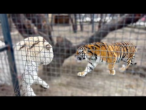 У тигрицы Дианы СКВЕРНОЕ НАСТРОЕНИЕ и она дает жару своему белоснежному принцу!