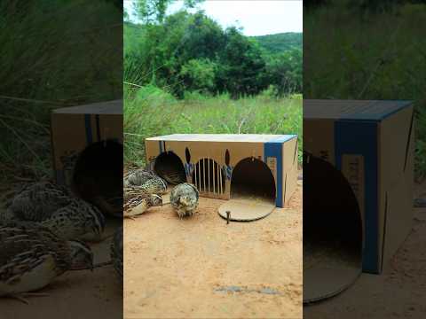 Creative DIY Trap : Technique - Easy bird Traps​#shorts