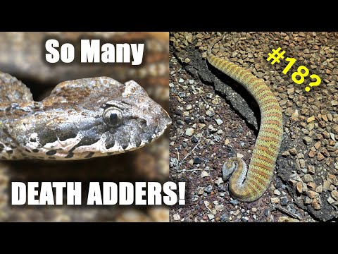 How Many DEATH ADDERS Can We Find in a Night?!