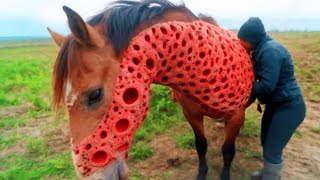 Seltsame Flecken erscheinen auf dem Körper des Pferdes. Der Tierarzt schreit auf!