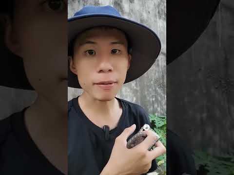 Thử độ chịu lực của súng bắn đinh cầm tay không dùng điện s-fano và cái kết khá là thốn nhé chị em