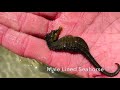 Marine Life Identification and Adaptations