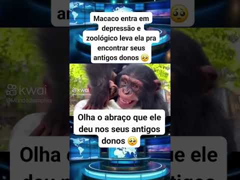 Macaco-prego com saudades