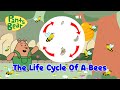 The Role of Bees in Ecosystems