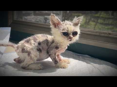 The miraculous transformation of a kitten that looks like an alien - you must see it until the end