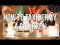 Taxidermy Techniques and Materials