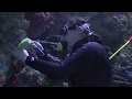 Sound and Communication in Marine Life