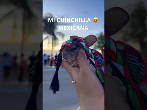 Quien quiera ser su amiga pero ella va a querer que le des amor 24/7😍 #chinchilla #animalestiernos