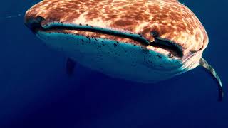 Last Tuna mission to Santa Maria Island 2021