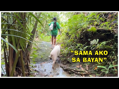 Baboy na Parang Tao?