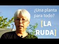 Uso y beneficios de la ruda