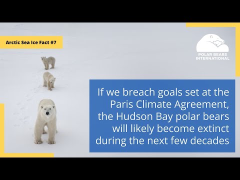 Arctic Sea Ice Fact #7: Paris Accord Breach Threatens Hudson Bay Polar Bears