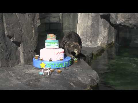 Sea Otter Eats A Birthday Cake!! Without The Candles Of Course!