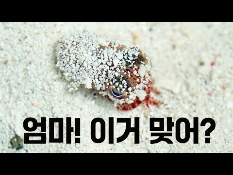 아기들에게 생존 비법을 가르쳐주는 엄마 오징어 (주의! 이 영상을 보시고 나면 당분간 오징어를 못 드실 수 있습니다)