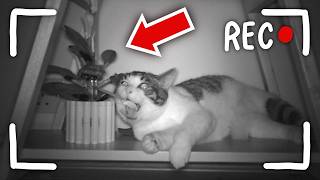 What My CATS Do At NIGHT...