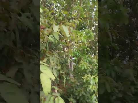 #monkey or devil .? #sound
