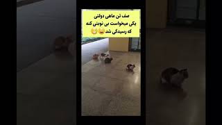 نظم رو از پیشی ها بیاموزیم 🥲😂‌