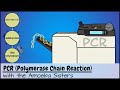 Exploring the Basics and Applications of PCR