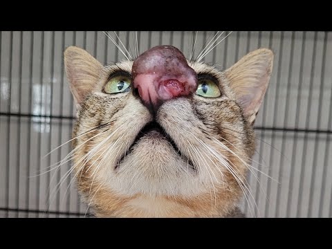 Botfly Removal From Poor Kitten's Nose (Part 121)