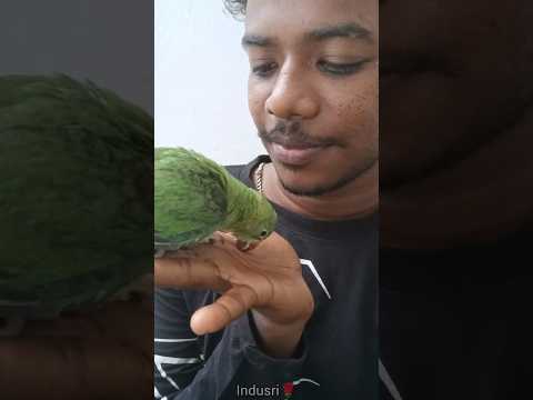❗நம்ம கிளி வளர்ந்துடுச்சு😍பறக்க  விடலாம்மா🦜😻#subscribe #support #video #indusri #royalrabbitfarm#pls