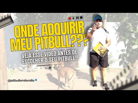 QUERO UM PITBULL , AONDE ENCONTRAR ? Assista o vídeo 👆🏼 #assista