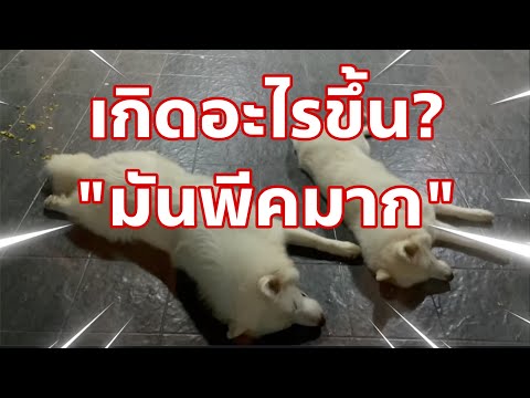 ถามทั้ง4ไม่ได้คำตอบ-มาได้คำตอบจากคนที่5-พีคมากต้องดูให้จบEp. ข้าวต้มมัด ลูกพ่อปึกแม่สวย ถามทั้ง4ไม่ได้คำตอบ มาได้คำตอบจากคนที่5 พีคมากต้องดูให้จบEp.
