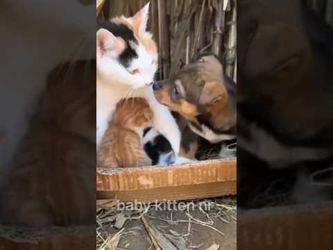 Cat and dog videos ❤🔥 #shorts #cat #dog #cute #frindship #song #viralsong #reels