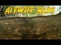 Alewives Migration and Fishway Mechanics