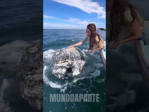 SE ESPALHOU QUE OS HUMANOS LIMPAM CRACAS. #curiosidade #bicho #animais #cracas