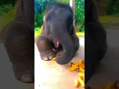 ELEPHANT COMEDY PART 40🤣🤣#aneesfamilyvlogs #elephant #trendingshorts #comedy #funny #viralshort