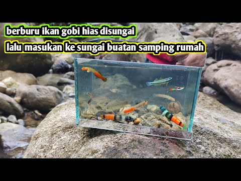 BERBURU IKAN GOBI HIAS UNTUK DI MASUKAN KE SUNGAI BUATAN SAMPING RUMAH