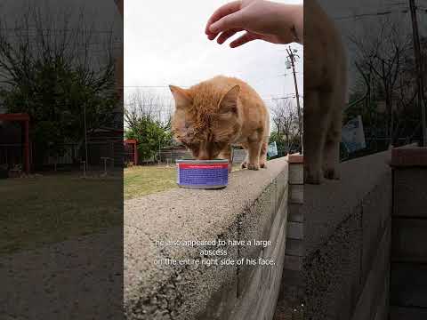 Injured Cat Rescue
