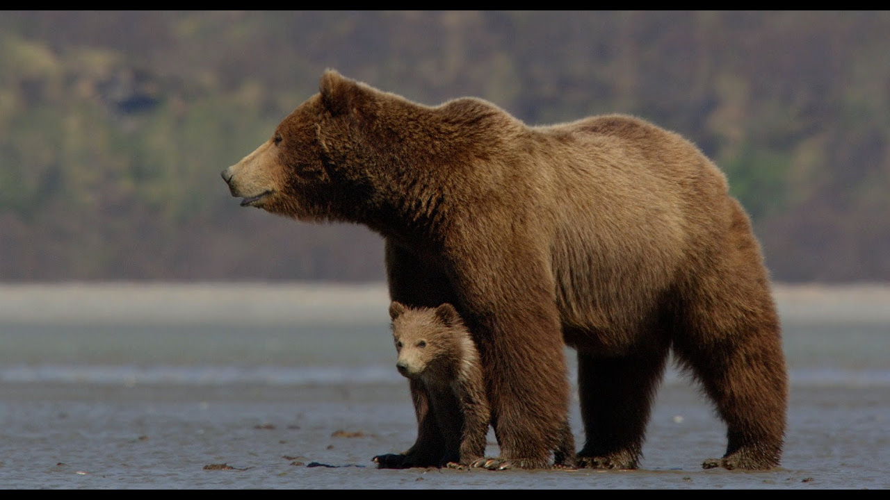 Bears Trailer thumbnail