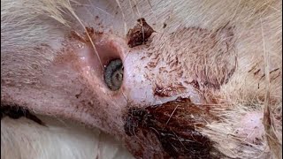 Enormous Cuterebra Extracted From Little Kitten's Ear (Part 158)