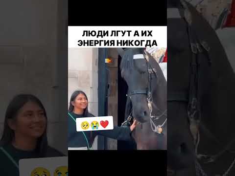 ким жакшы ким жаман сезип турган жаныбар🐴❤️#рек