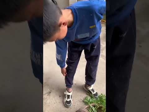 The naughty child saw others picking Sophora japonica flowers and insisted on following them