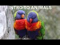 Animal Characteristics and Classifications