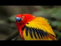 Exploring BBC Earth's Top Natural History Moments 30-21