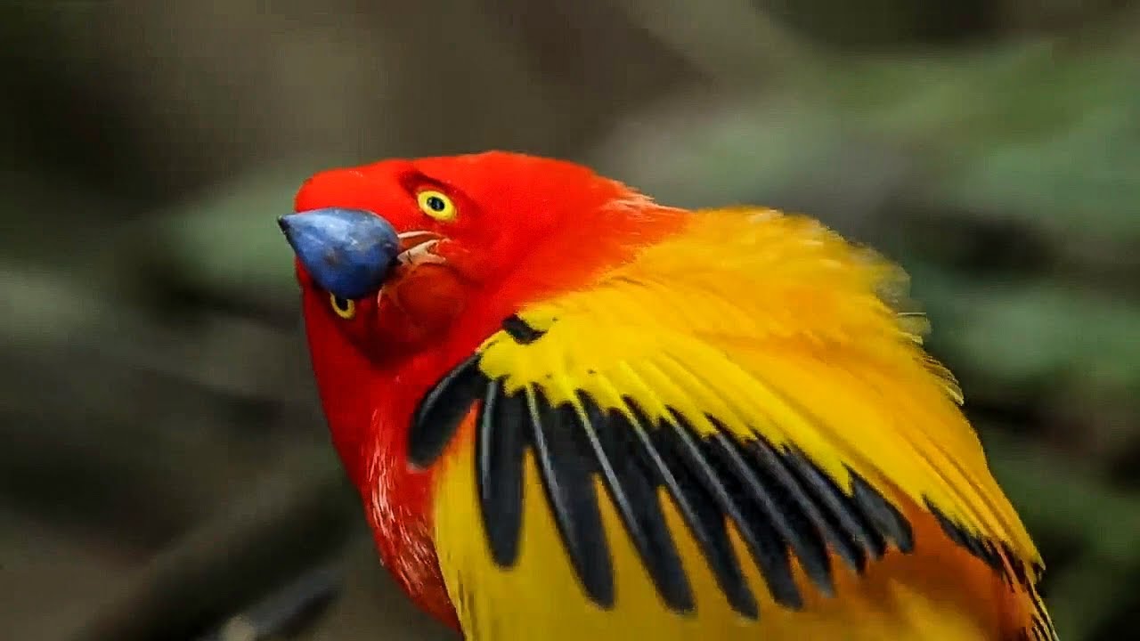 BBC Earth 50 Top Natural History Moments 30-21 #03
